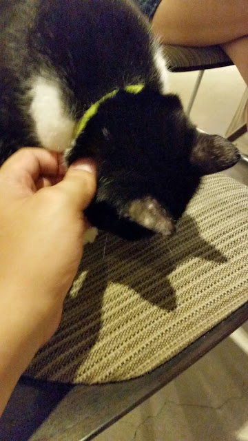 【台北】安和65．有可愛貓咪