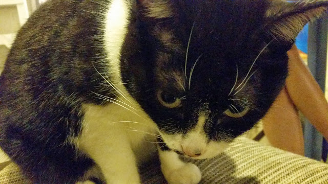 【台北】安和65．有可愛貓咪