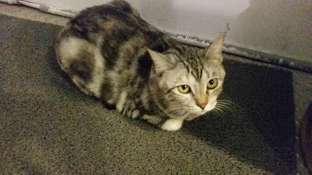 【台北】安和65．有可愛貓咪