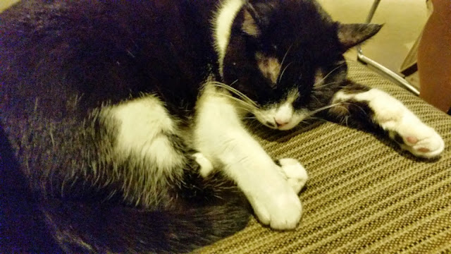 【台北】安和65．有可愛貓咪