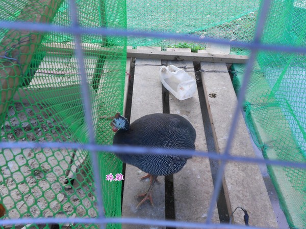 綠樹林幸福農場休閒餐廳：鬧中取靜的地方 ..  綠樹林幸福農場休閒餐廳