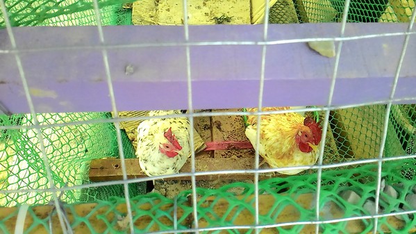 綠樹林幸福農場休閒餐廳：鬧中取靜的地方 ..  綠樹林幸福農場休閒餐廳