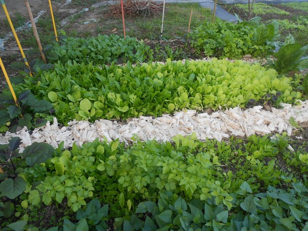 綠樹林幸福農場休閒餐廳：鬧中取靜的地方 ..  綠樹林幸福農場休閒餐廳