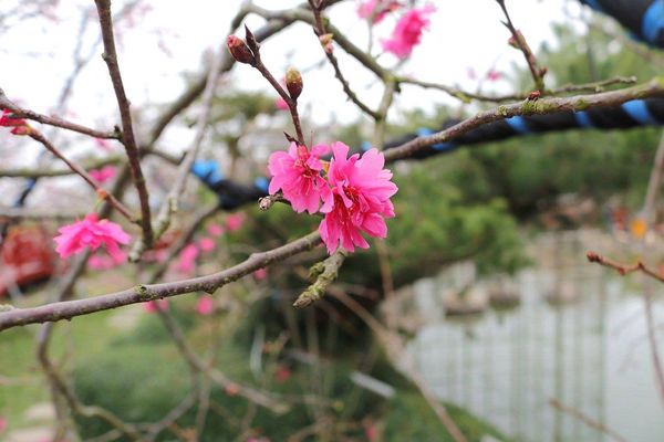 芬園花卉生產休憩園區：【彰化景點】芬園花卉休憩園區~櫻花園區/夜櫻賞櫻花綺麗夢2/11~3/15的賞花園區