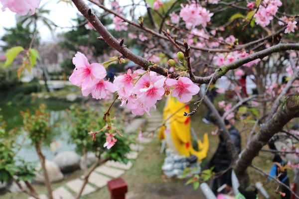 芬園花卉生產休憩園區：【彰化景點】芬園花卉休憩園區~櫻花園區/夜櫻賞櫻花綺麗夢2/11~3/15的賞花園區