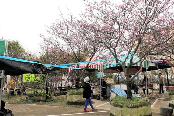 芬園花卉生產休憩園區：【彰化景點】芬園花卉休憩園區~櫻花園區/夜櫻賞櫻花綺麗夢2/11~3/15的賞花園區