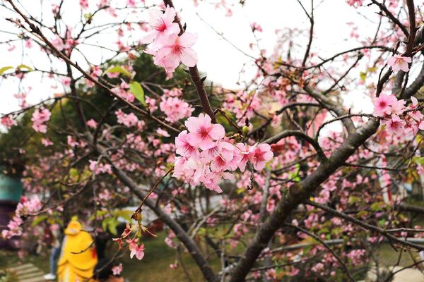芬園花卉生產休憩園區：【彰化景點】芬園花卉休憩園區~櫻花園區/夜櫻賞櫻花綺麗夢2/11~3/15的賞花園區