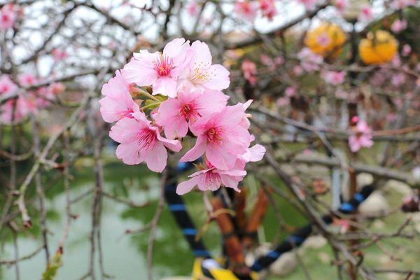 芬園花卉生產休憩園區：【彰化景點】芬園花卉休憩園區~櫻花園區/夜櫻賞櫻花綺麗夢2/11~3/15的賞花園區