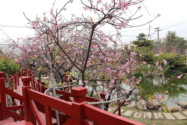 芬園花卉生產休憩園區：【彰化景點】芬園花卉休憩園區~櫻花園區/夜櫻賞櫻花綺麗夢2/11~3/15的賞花園區