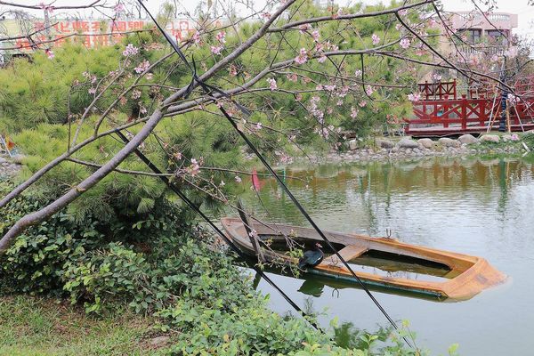 芬園花卉生產休憩園區：【彰化景點】芬園花卉休憩園區~櫻花園區/夜櫻賞櫻花綺麗夢2/11~3/15的賞花園區