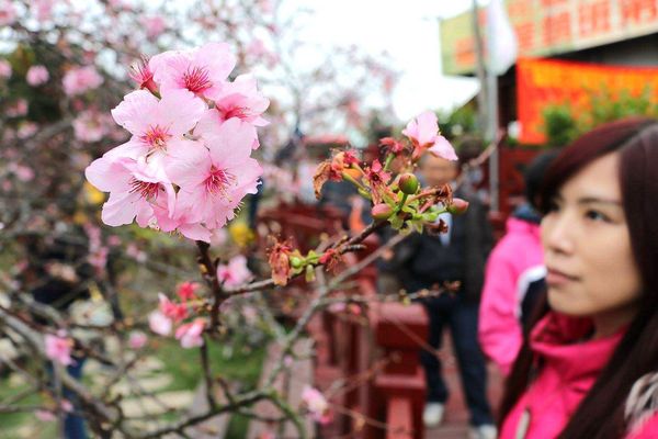 芬園花卉生產休憩園區：【彰化景點】芬園花卉休憩園區~櫻花園區/夜櫻賞櫻花綺麗夢2/11~3/15的賞花園區