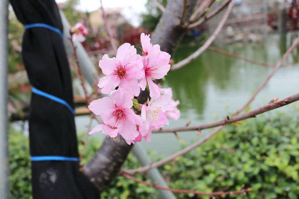芬園花卉生產休憩園區：【彰化景點】芬園花卉休憩園區~櫻花園區/夜櫻賞櫻花綺麗夢2/11~3/15的賞花園區