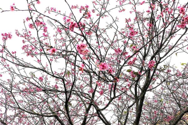 芬園花卉生產休憩園區：【彰化景點】芬園花卉休憩園區~櫻花園區/夜櫻賞櫻花綺麗夢2/11~3/15的賞花園區