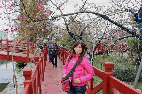 芬園花卉生產休憩園區：【彰化景點】芬園花卉休憩園區~櫻花園區/夜櫻賞櫻花綺麗夢2/11~3/15的賞花園區