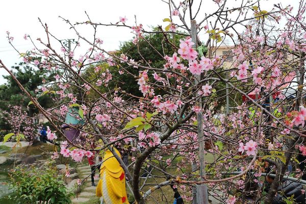 芬園花卉生產休憩園區：【彰化景點】芬園花卉休憩園區~櫻花園區/夜櫻賞櫻花綺麗夢2/11~3/15的賞花園區