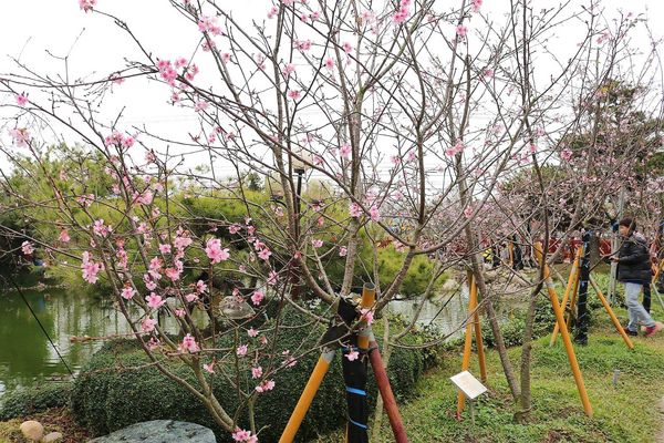 芬園花卉生產休憩園區：【彰化景點】芬園花卉休憩園區~櫻花園區/夜櫻賞櫻花綺麗夢2/11~3/15的賞花園區