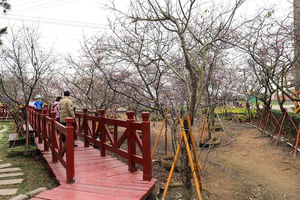 芬園花卉生產休憩園區：【彰化景點】芬園花卉休憩園區~櫻花園區/夜櫻賞櫻花綺麗夢2/11~3/15的賞花園區