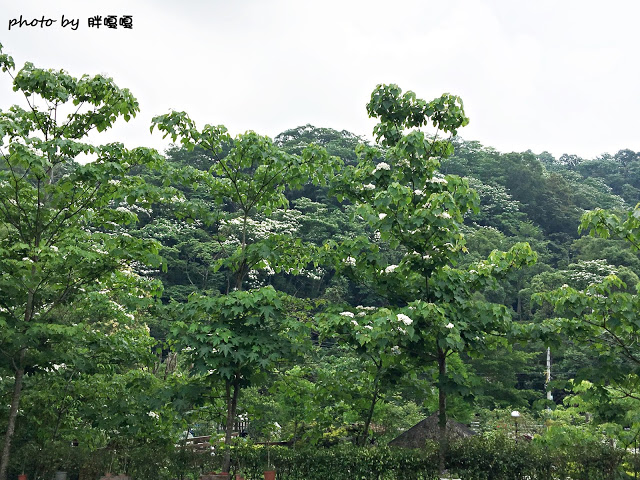【苗栗 三義】漫時光咖啡☆★在唯美小屋用餐，渡過慢時光★☆5月順便賞油桐花(賞桐秘境)