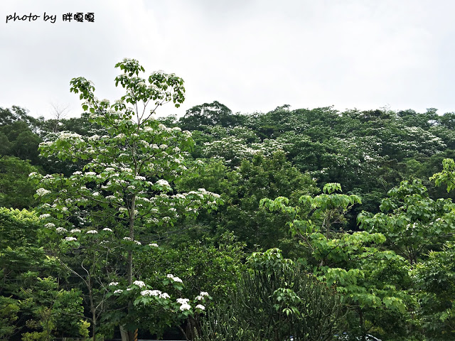 【苗栗 三義】漫時光咖啡☆★在唯美小屋用餐，渡過慢時光★☆5月順便賞油桐花(賞桐秘境)
