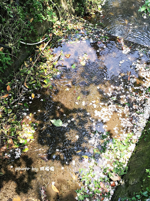 【苗栗 三義】漫時光咖啡☆★在唯美小屋用餐，渡過慢時光★☆5月順便賞油桐花(賞桐秘境)