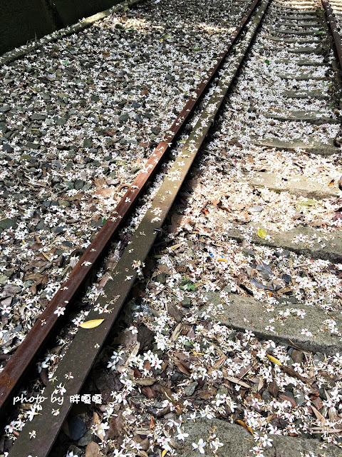 【苗栗 三義】漫時光咖啡☆★在唯美小屋用餐，渡過慢時光★☆5月順便賞油桐花(賞桐秘境)