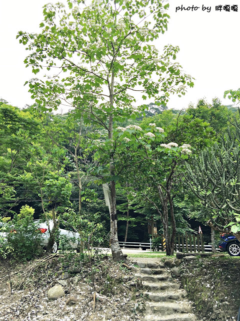 【苗栗 三義】漫時光咖啡☆★在唯美小屋用餐，渡過慢時光★☆5月順便賞油桐花(賞桐秘境)