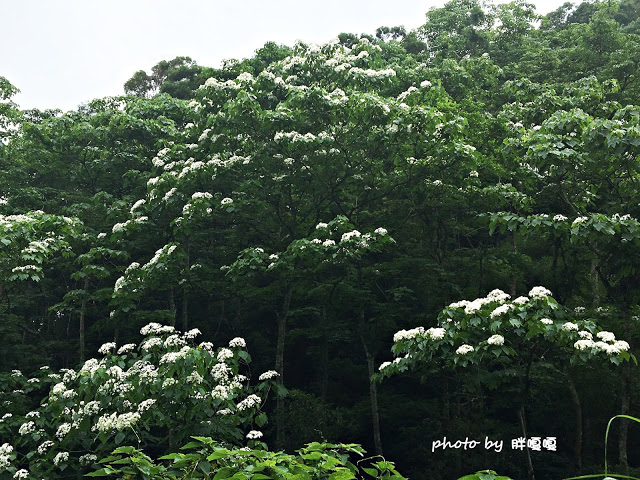 【苗栗 三義】漫時光咖啡☆★在唯美小屋用餐，渡過慢時光★☆5月順便賞油桐花(賞桐秘境)