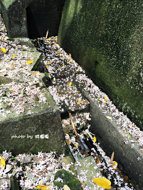 【苗栗 三義】漫時光咖啡☆★在唯美小屋用餐，渡過慢時光★☆5月順便賞油桐花(賞桐秘境)