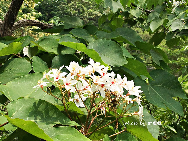 【苗栗 三義】漫時光咖啡☆★在唯美小屋用餐，渡過慢時光★☆5月順便賞油桐花(賞桐秘境)