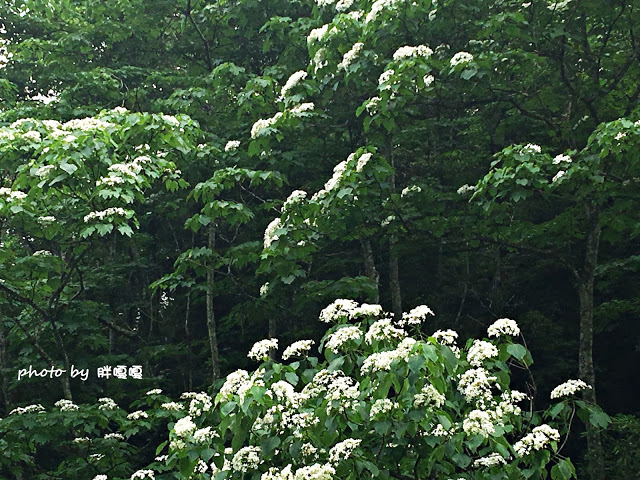 【苗栗 三義】漫時光咖啡☆★在唯美小屋用餐，渡過慢時光★☆5月順便賞油桐花(賞桐秘境)