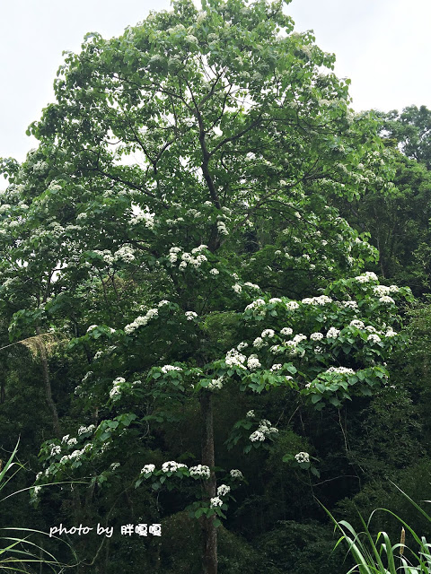 【苗栗 三義】漫時光咖啡☆★在唯美小屋用餐，渡過慢時光★☆5月順便賞油桐花(賞桐秘境)