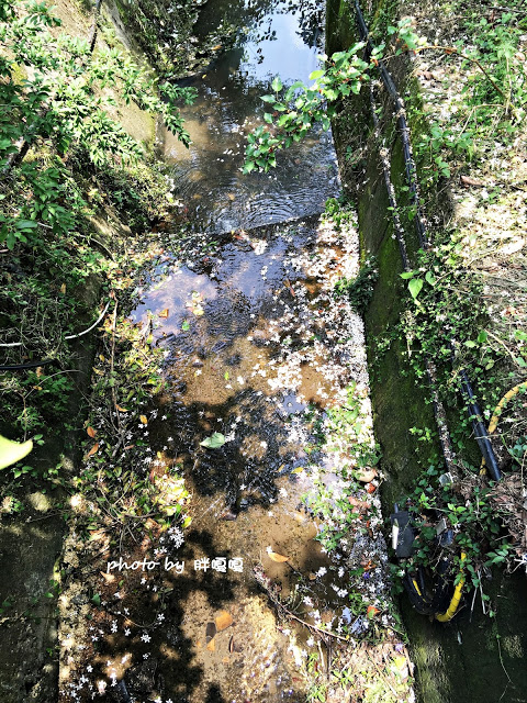 【苗栗 三義】漫時光咖啡☆★在唯美小屋用餐，渡過慢時光★☆5月順便賞油桐花(賞桐秘境)