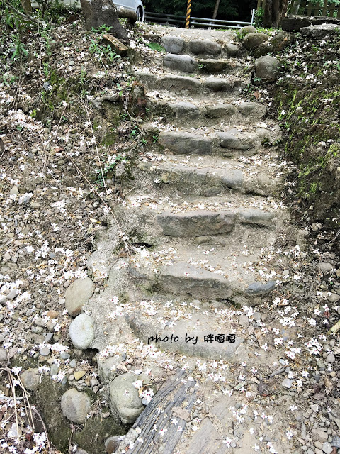 【苗栗 三義】漫時光咖啡☆★在唯美小屋用餐，渡過慢時光★☆5月順便賞油桐花(賞桐秘境)