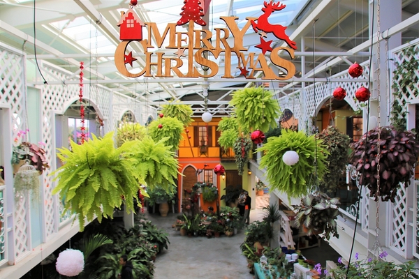 菁芳園休閒農場(Green Flavor Garden)：【彰化田尾景點】菁芳園~夢幻浪漫花房如婚紗棚內場景，池畔玻璃溫室餐廳，水漾落羽松季節限定，如置身異國歐洲般的美景