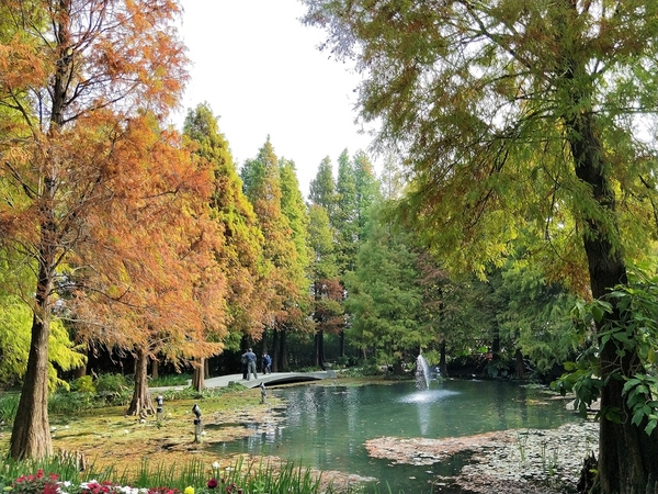 菁芳園休閒農場(Green Flavor Garden)：【彰化田尾景點】菁芳園~夢幻浪漫花房如婚紗棚內場景，池畔玻璃溫室餐廳，水漾落羽松季節限定，如置身異國歐洲般的美景