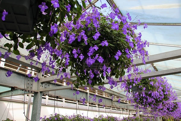 菁芳園休閒農場(Green Flavor Garden)：【彰化田尾景點】菁芳園~夢幻浪漫花房如婚紗棚內場景，池畔玻璃溫室餐廳，水漾落羽松季節限定，如置身異國歐洲般的美景