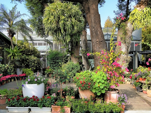 菁芳園休閒農場(Green Flavor Garden)：【彰化田尾景點】菁芳園~夢幻浪漫花房如婚紗棚內場景，池畔玻璃溫室餐廳，水漾落羽松季節限定，如置身異國歐洲般的美景