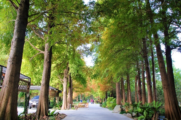 菁芳園休閒農場(Green Flavor Garden)：【彰化田尾景點】菁芳園~夢幻浪漫花房如婚紗棚內場景，池畔玻璃溫室餐廳，水漾落羽松季節限定，如置身異國歐洲般的美景