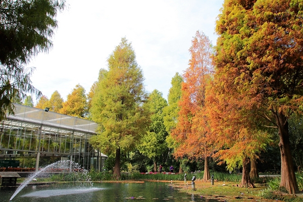 菁芳園休閒農場(Green Flavor Garden)：【彰化田尾景點】菁芳園~夢幻浪漫花房如婚紗棚內場景，池畔玻璃溫室餐廳，水漾落羽松季節限定，如置身異國歐洲般的美景
