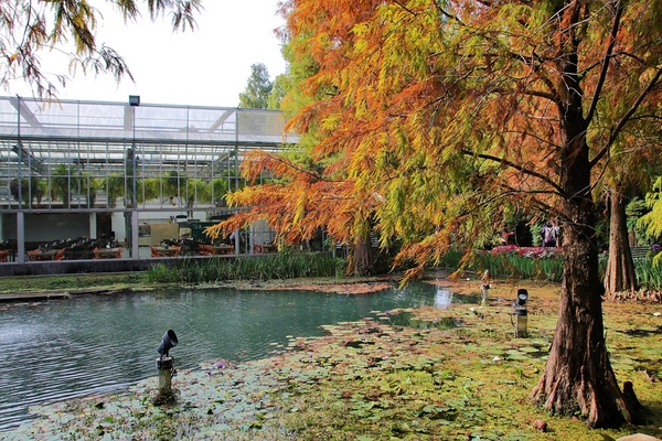 菁芳園休閒農場(Green Flavor Garden)：【彰化田尾景點】菁芳園~夢幻浪漫花房如婚紗棚內場景，池畔玻璃溫室餐廳，水漾落羽松季節限定，如置身異國歐洲般的美景