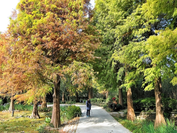 菁芳園休閒農場(Green Flavor Garden)：【彰化田尾景點】菁芳園~夢幻浪漫花房如婚紗棚內場景，池畔玻璃溫室餐廳，水漾落羽松季節限定，如置身異國歐洲般的美景