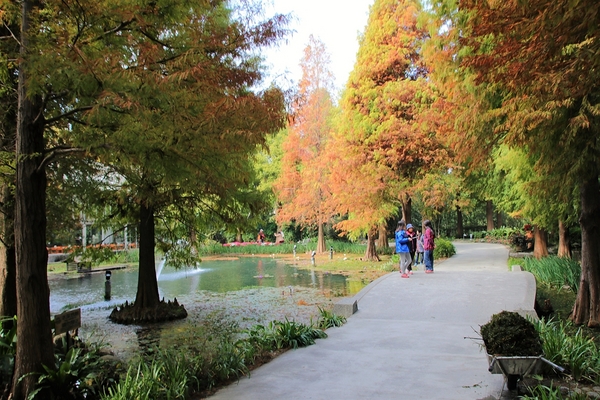 菁芳園休閒農場(Green Flavor Garden)：【彰化田尾景點】菁芳園~夢幻浪漫花房如婚紗棚內場景，池畔玻璃溫室餐廳，水漾落羽松季節限定，如置身異國歐洲般的美景