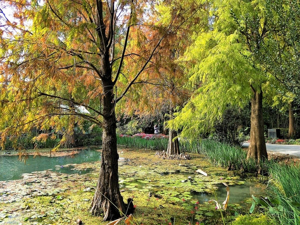 菁芳園休閒農場(Green Flavor Garden)：【彰化田尾景點】菁芳園~夢幻浪漫花房如婚紗棚內場景，池畔玻璃溫室餐廳，水漾落羽松季節限定，如置身異國歐洲般的美景