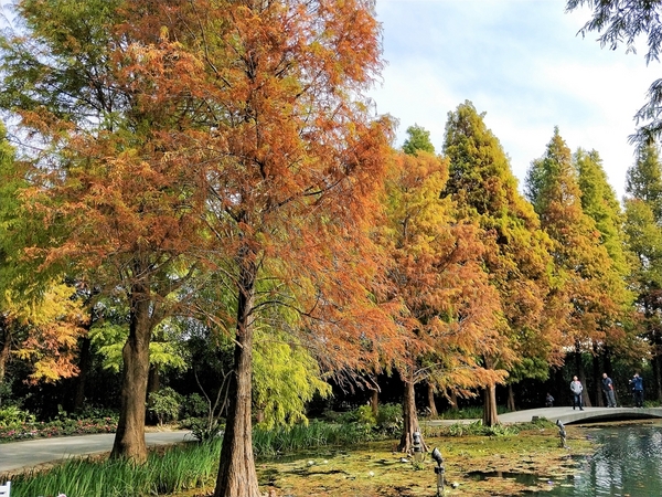 菁芳園休閒農場(Green Flavor Garden)：【彰化田尾景點】菁芳園~夢幻浪漫花房如婚紗棚內場景，池畔玻璃溫室餐廳，水漾落羽松季節限定，如置身異國歐洲般的美景