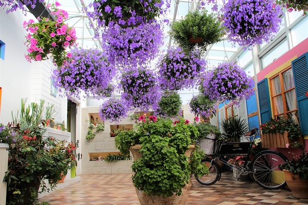 菁芳園休閒農場(Green Flavor Garden)：【彰化田尾景點】菁芳園~夢幻浪漫花房如婚紗棚內場景，池畔玻璃溫室餐廳，水漾落羽松季節限定，如置身異國歐洲般的美景