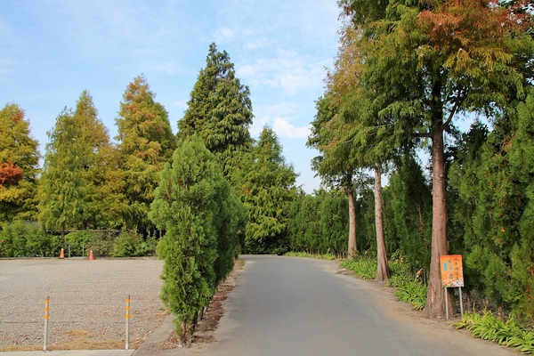 菁芳園休閒農場(Green Flavor Garden)：【彰化田尾景點】菁芳園~夢幻浪漫花房如婚紗棚內場景，池畔玻璃溫室餐廳，水漾落羽松季節限定，如置身異國歐洲般的美景