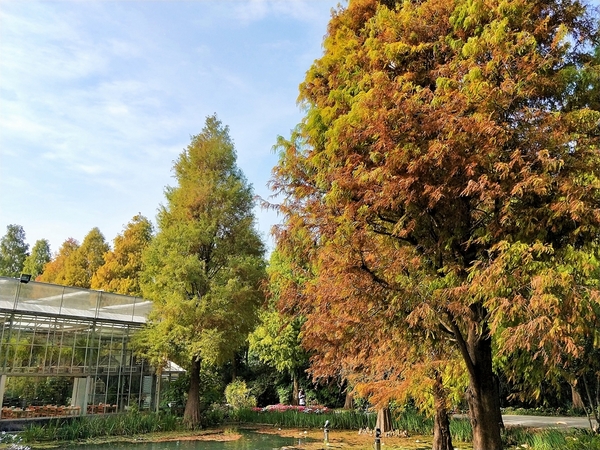 菁芳園休閒農場(Green Flavor Garden)：【彰化田尾景點】菁芳園~夢幻浪漫花房如婚紗棚內場景，池畔玻璃溫室餐廳，水漾落羽松季節限定，如置身異國歐洲般的美景