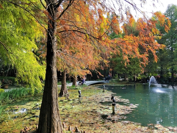 菁芳園休閒農場(Green Flavor Garden)：【彰化田尾景點】菁芳園~夢幻浪漫花房如婚紗棚內場景，池畔玻璃溫室餐廳，水漾落羽松季節限定，如置身異國歐洲般的美景