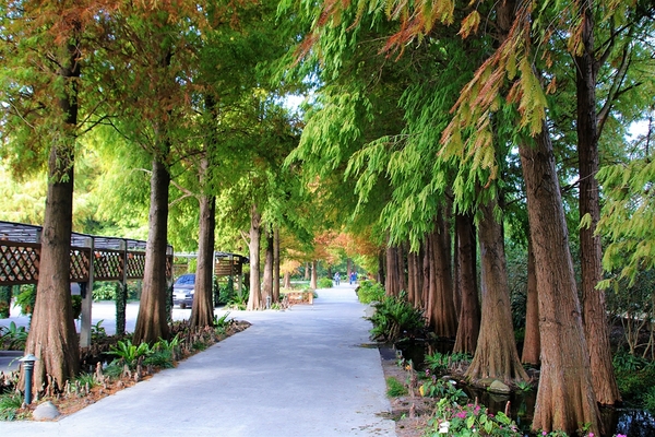 菁芳園休閒農場(Green Flavor Garden)：【彰化田尾景點】菁芳園~夢幻浪漫花房如婚紗棚內場景，池畔玻璃溫室餐廳，水漾落羽松季節限定，如置身異國歐洲般的美景