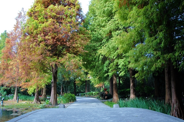 菁芳園休閒農場(Green Flavor Garden)：【彰化田尾景點】菁芳園~夢幻浪漫花房如婚紗棚內場景，池畔玻璃溫室餐廳，水漾落羽松季節限定，如置身異國歐洲般的美景
